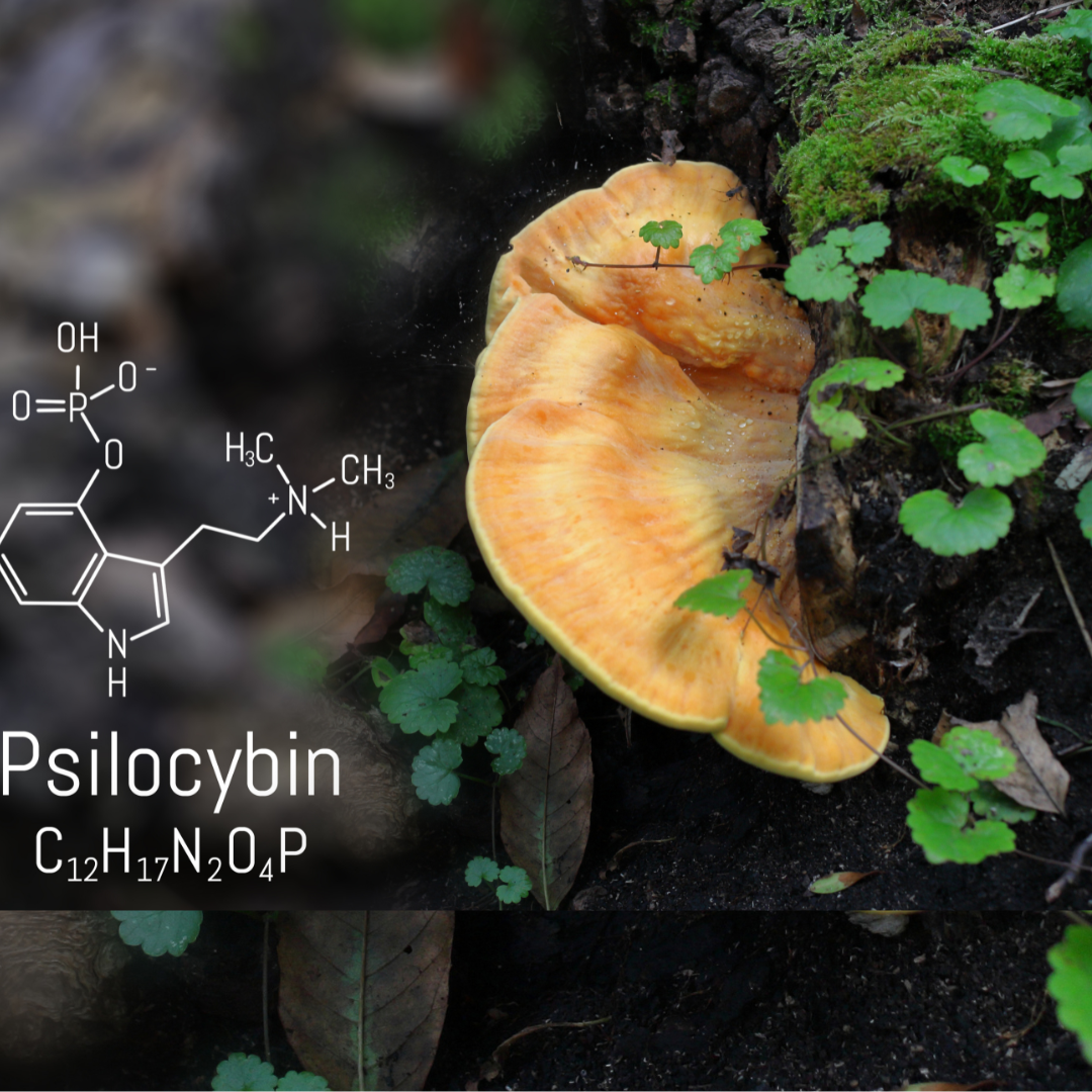 psychedelic mushrooms enhance mood and mental health