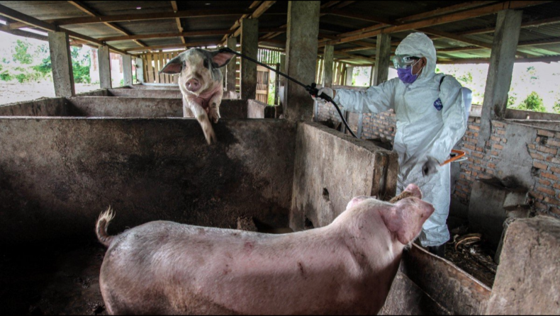 The First Case of African Swine Fever Identified in Assam 