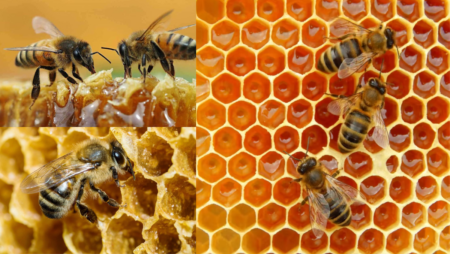 Australia Kills a Million Bees; Fights Infestation of Honeybee Mites