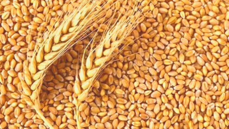 DGFT issues RCs for 1.6 MT wheat export after May 13 ban order