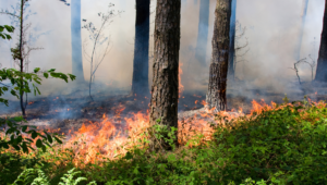 California's trees are withering and may never grow back