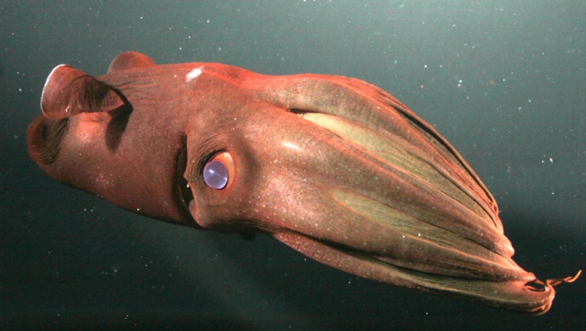 A whopping 30 new deep-sea species are found at the Pacific Ocean's base