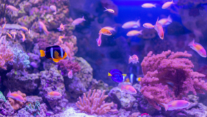 A whopping 30 new deep-sea species are found at the Pacific Ocean’s base A whopping 30 new deep-sea species are found at the Pacific Ocean's base - Asiana Times