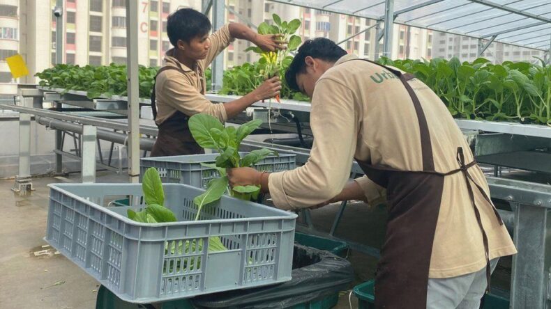 <strong>Singapore turning car parks into farms</strong> - Asiana Times