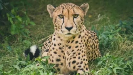 Cheetah`s comeback to Kuno Wildlife Sanctuary