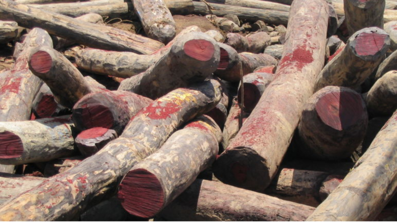 Gambia bans timber exports to curb illegal logging