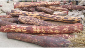 Bengaluru: Police catch red sandalwood smuggler