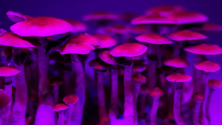 Microdoses of psychedelic mushrooms enhance mood and mental health  - Asiana Times