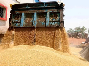 Bangladesh's Wheat exports halted by India - Asiana Times