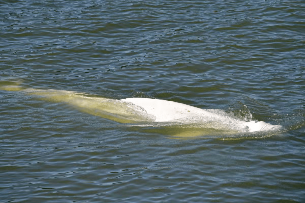 whale stuck in French river seine concerned for Rescuers 