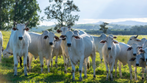 Lumpy Skin Disease Kills 1200 Cattle in Gujarat