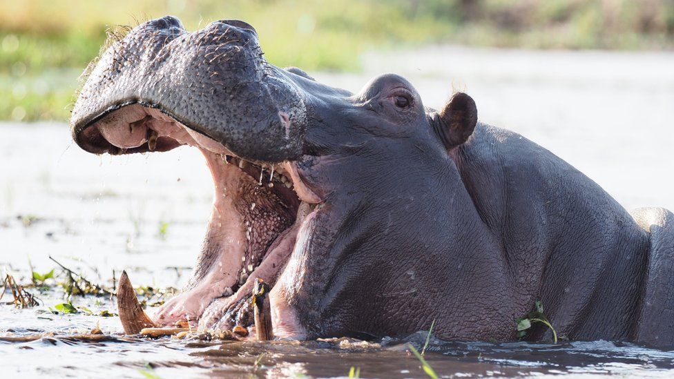Hippos to join world’s animals endangered list