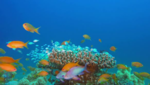 Samudrayaan: India’s first mission to explore the potential of the deep ocean