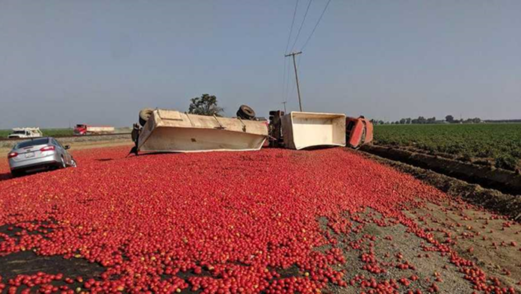 Cars plough through the crushed tomatoes.