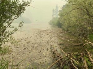 California: Thousands of dead fish wash up along Klamath River