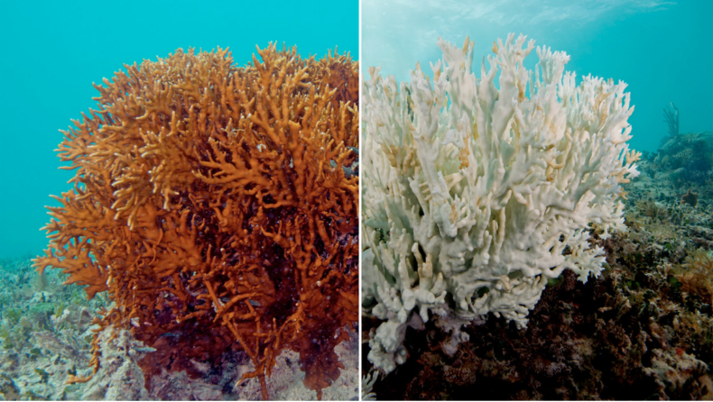 Australia's Great Barrier Reef is still very vulnerable: Survey