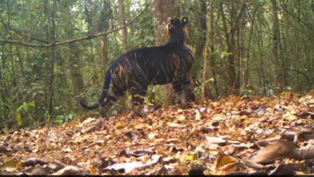 Rare Black Tiger from Odisha Takes the Internet by Storm