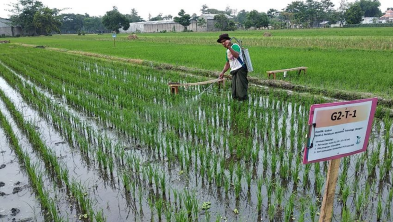 India’s faltering rice harvest challenges global food security
