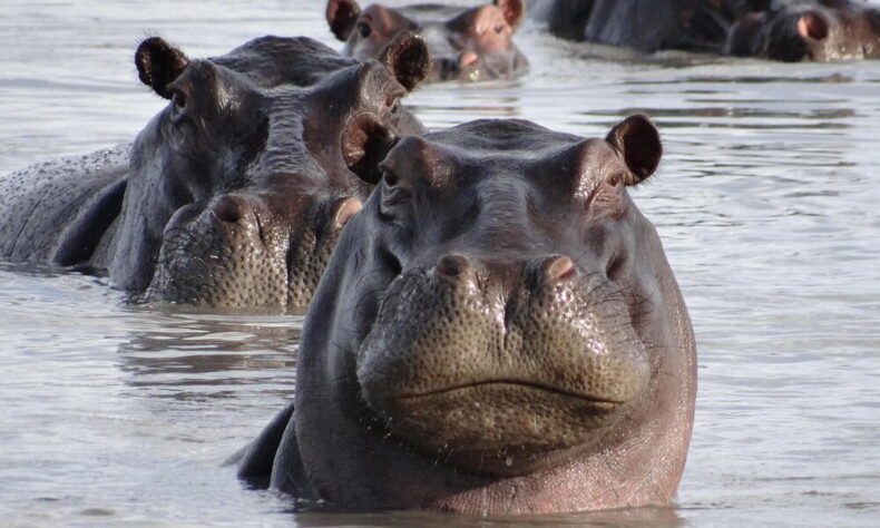 Hippos to join world’s animal endangered list - Asiana Times