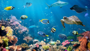 Samudrayaan: India to send humans deep under the ocean and uncover its mysteries