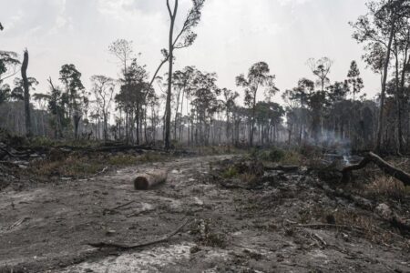 Brazil’s Amazon is burning at an all-time high due to illegal deforestation.