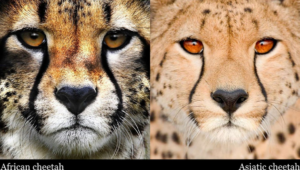 8 cheetahs to be brought from Africa to Madhya Pradesh's Kuno National Park