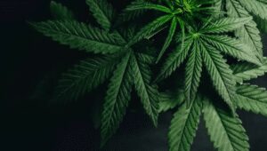 Cannabis in India : A perplexing predicament