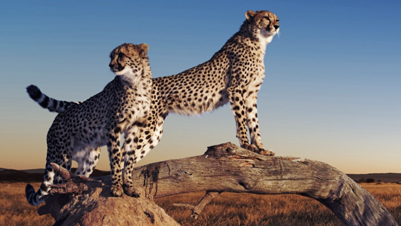 The Return of Cheetahs after 74 years : From Namibia To India