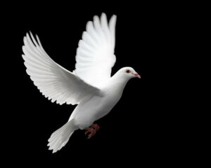 The International Day of Peace is an empirical globally on September 21 - Asiana Times