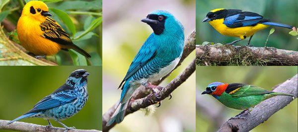 Looming extinction of colorful songbirds - Asiana Times