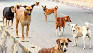 stray dogs in kerala become a huge menace for public