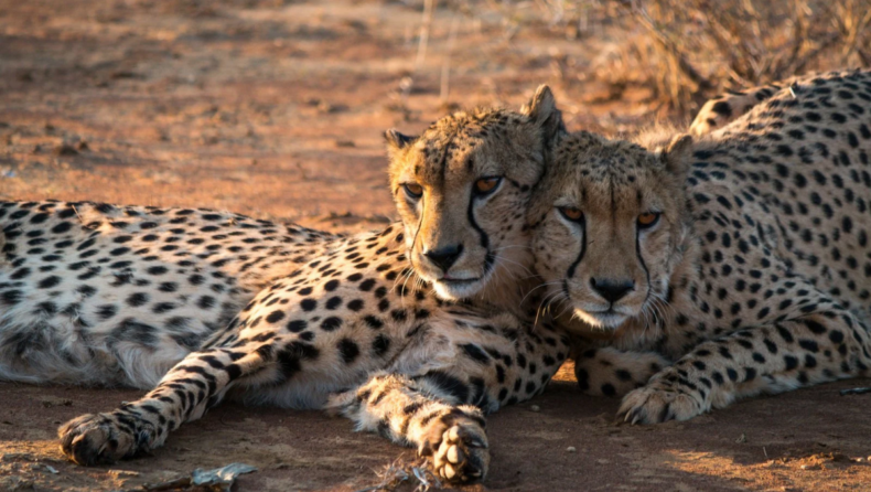 The Cheetah's out of the bag: from Namibia to Kuno