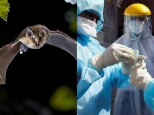 New vaccine resistant virus similar to covid discovered in Russian bats