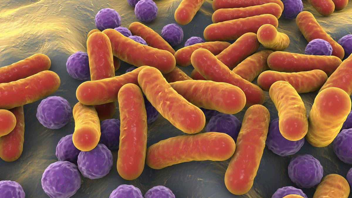 Research on development of gut bacteria in humans