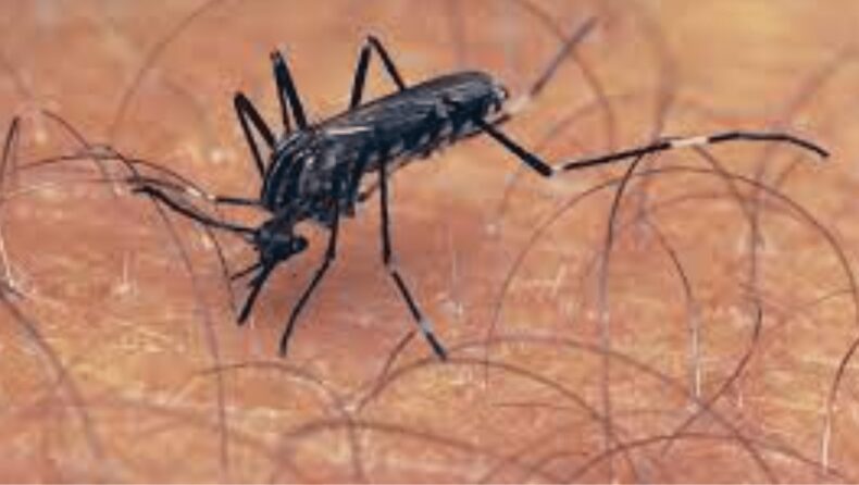 mosquito attack in delhi