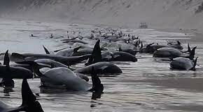 35 stranded whales