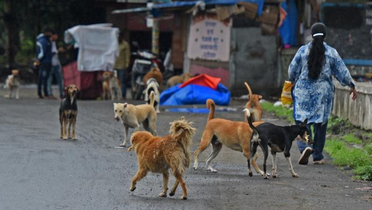 Menace of dog bite in Kerala: Government Hospitals To Provide Free Medical Assistance To Victims Of Dog Bites as directed by High Court