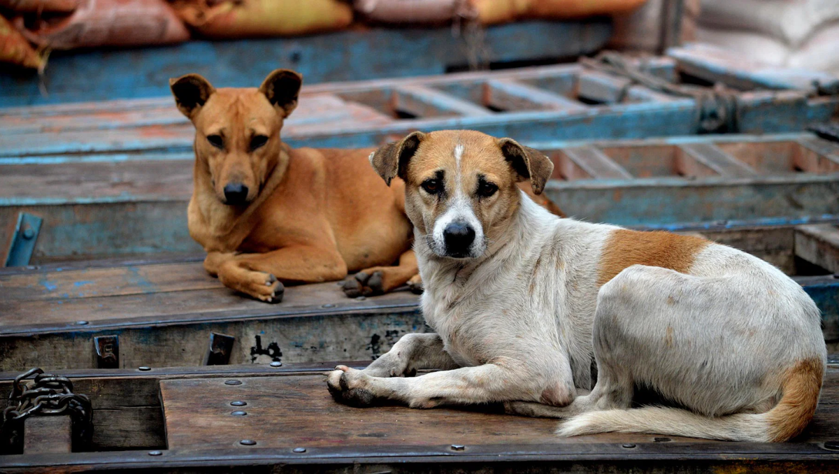 Human-Stray Dog Conflicts: Countering Them Is The Need Of The Hour