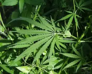 The 3 famous intoxicants formed by cannabis plant : marijuana, hash and bhang