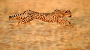 PM Modi to introduce 5 African cheetahs in Kuno National Park on Sep 17 - Asiana Times