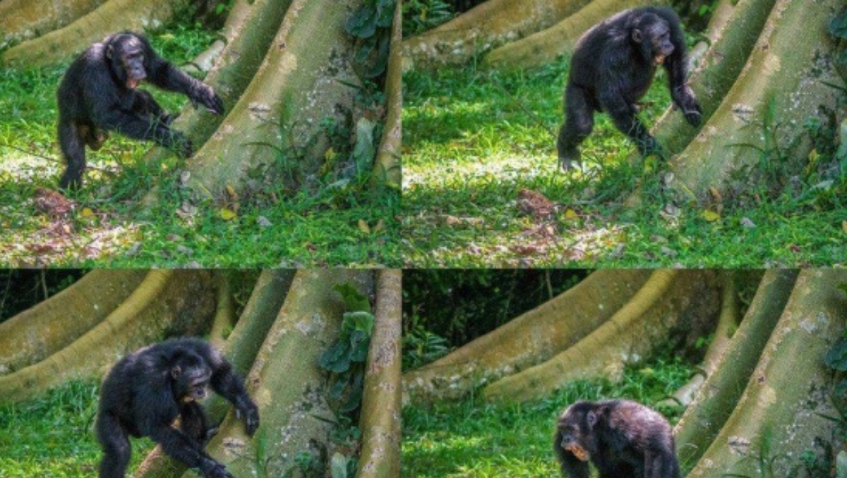 A new study reveals that chimpanzees use drum beats