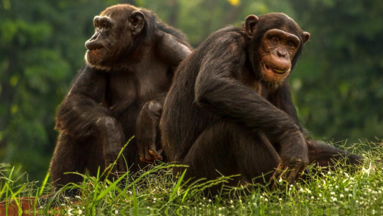 Chimps have their individual drum beats, a study reveals