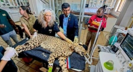 10 things to know about the 8 cheetahs from Namibia travelling to India for Prime Minister Modi's birthday - Asiana Times