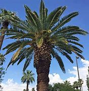 a palm trees