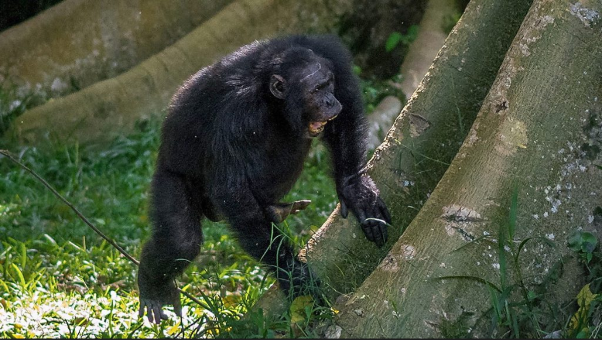 A Chimpanzee posting on their social network