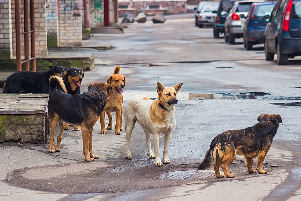 Menace of dog bite in Kerala: Government Hospitals To Provide Free Medical Assistance To Victims Of Dog Bites as directed by High Court - Asiana Times