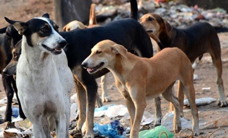 STRAY DOG MENACE- AN ALARMING PUBLIC ISSUE - Asiana Times