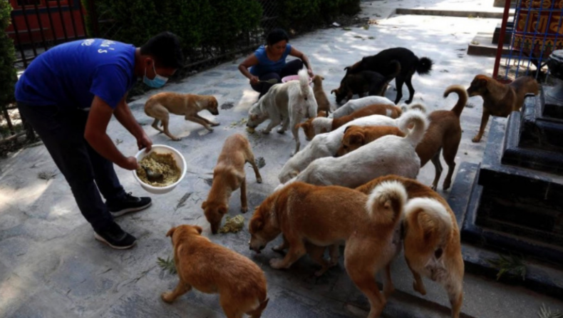 If stray dogs attack, those who feed could be held liable