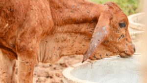 Lumpy skin disease : A threat to the cattle of India.