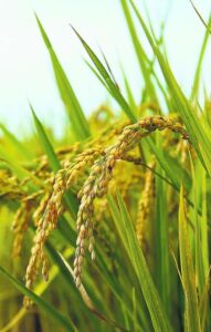 Indian Kharif rice production